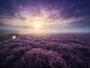 Landschapsfoto van heide bij de zonsopkomst, met een stenen bruggetje