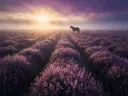 Landschapsfoto van heide bij de zonsopkomst, met een eenzaam paard