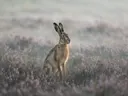 Schilderij: heide haas in mist gehuld