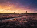 Schilderij: heide in het gouden uur