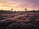 Schilderij: heide in paars en goud