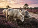 Schilderij: heide schapen in paars en goud