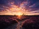 Schilderij: heide zonsondergang in het gouden uur