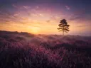 Schilderij: heide zonsopkomst in het gouden uur