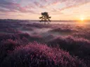 Schilderij: heide zonsopkomst in paars en goud