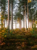 Dennenbos met heide op de grond in warm avondlicht.