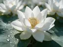 Macrofotografie van dauwdruppels op heilige lotus, glinsterlicht, wit