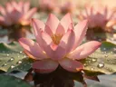 Macrofotografie van dauwdruppels op heilige lotus, gouden gloed, zachtroze