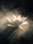 Fotografie van heilige lotus in de ochtendmist