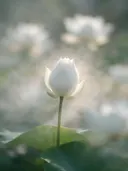 Fotografie van heilige lotus in de ochtendmist, wit