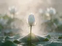 Fotografie van heilige lotus in de ochtendmist, wit