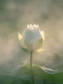 Fotografie van heilige lotus in de ochtendmist, wit