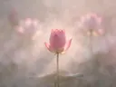 Fotografie van heilige lotus in de ochtendmist, zachtroze