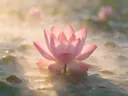 Fotografie van heilige lotus in de ochtendmist, zachtroze