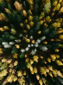Luchtfoto van een bos met herfstkleuren en kale grijze boomtoppen