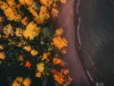 Luchtfoto van een oranjegeel herfstbos naast een zandstrand en de zee.