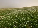 Glooiend veld vol witte narcissen dat overgaat in mist op de achtergrond.
