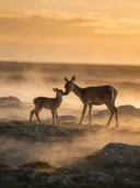 Hert een teder moment, een rotsachtig hoogland, de ochtendmist