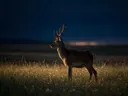 Hert en profil, een bloemenweide, de laatste gloed vlak voor de nacht