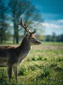 Hert en profil, een bosrand, een fris lentemoment