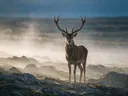 Hert frontaal, een rotsachtig hoogland, de ochtendmist