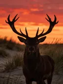 Hert frontaal, de duinen, een silhouet tegen een vurige zonsondergang