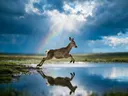 Hert in beweging, de oever, met een spiegeling in het water, een fris moment na de regen