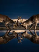 Hert in gevecht, de oever, met een spiegeling in het water, de laatste gloed vlak voor de nacht