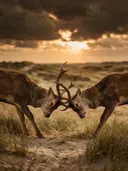 Hert in gevecht, de duinen, een dreigende luchten met een sepia-gloed