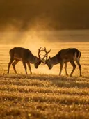 Hert in gevecht, een goudkleurig stoppelveld, een gouden namiddagzon