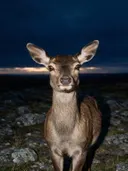 Hert in het veld, een rotsachtig hoogland, de laatste gloed vlak voor de nacht