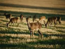 Hert in het veld, een goudkleurig stoppelveld, de volle zomer