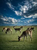 Hert in het veld, een rustig weiland, een dramatische blauwe lucht