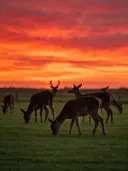 Hert in het veld, een rustig weiland, een silhouet tegen een vurige zonsondergang