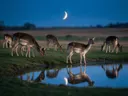 Hert in het veld, de oever, met een spiegeling in het water, het blauwe uur met een maansikkel