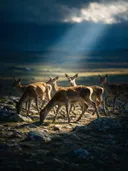 Hert in kudde, een rotsachtig hoogland, een enkele lichtbundel als een spotlicht