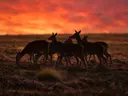 Hert in kudde, een wilde heide, een silhouet tegen een vurige zonsondergang