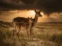 Hert met jong, de duinen, een dreigende luchten met een sepia-gloed