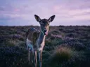 Hert met tong uit, een wilde heide, een roze-paarse schemering