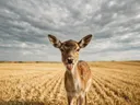Hert met tong uit, een goudkleurig stoppelveld, een zacht bewolkte hemel