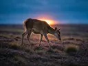 Hert op afstand, een wilde heide, het felle tegenlicht van de ondergaande zon