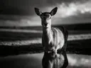 Hert recht in de lens, de oever, met een spiegeling in het water, een enkele lichtbundel als een spotlicht, zwart-wit
