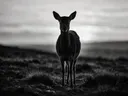 Hert recht in de lens, een wilde heide, een silhouet tegen een vurige zonsondergang, zwart-wit