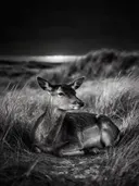 Hert rustend, de duinen, de laatste gloed vlak voor de nacht, zwart-wit