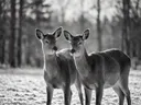 Hert samen, een bosrand, een dun laagje sneeuw, zwart-wit