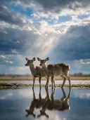Hert samen, de oever, met een spiegeling in het water, een fris moment na de regen