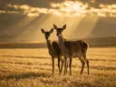 Hert samen, een goudkleurig stoppelveld, lichtbundels door de wolken