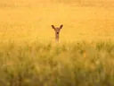 Hert dat boven een goudgeel korenveld uitkijkt.