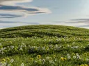 Heuvel begroeid met gele en uitgebloeide paardenbloemen onder een blauwe lucht met wolken.