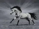 Zwart-wit paard in galop